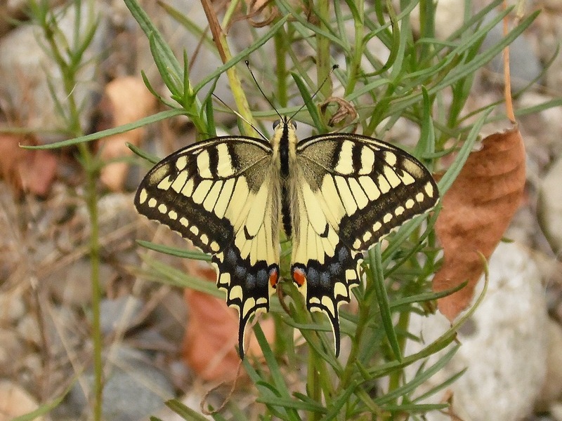 Papilio Machaon, the Queen